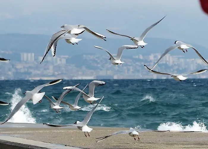 Pelda Apartment, Sea View, Parking, Pet Friendly *