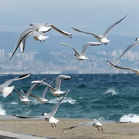 Pelda Apartment, Sea View, Parking, Pet Friendly *